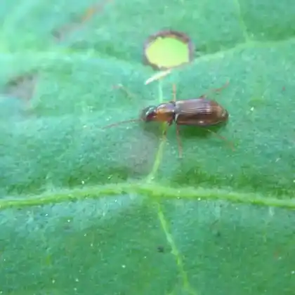 Foto von  (Paradromius linearis)