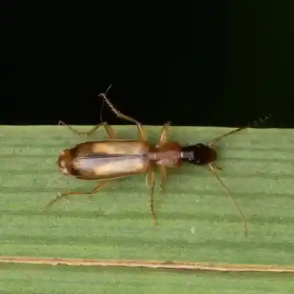 Foto von  (Paradromius longiceps)