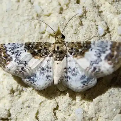 Foto von Bibernell-Berghaarstrang-Blütenspanner (Eupithecia breviculata)