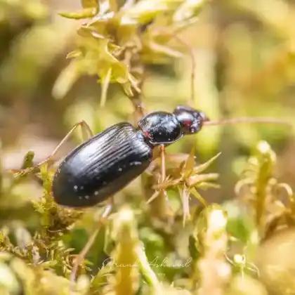 Foto von  (Paranchus albipes)