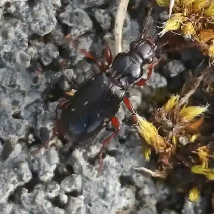 Foto von Schwarzbrauner Grubenhalskäfer (Patrobus atrorufus)