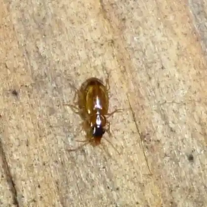 Foto von  (Perigona nigriceps)