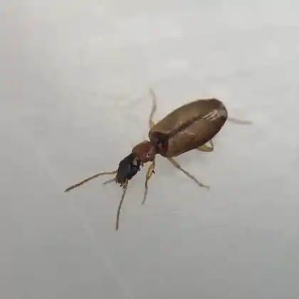 Foto von  (Philorhizus melanocephalus)