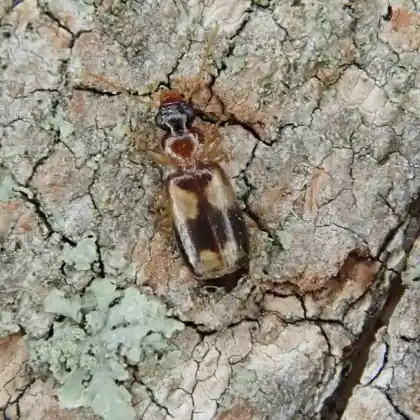 Foto von  (Philorhizus quadrisignatus)