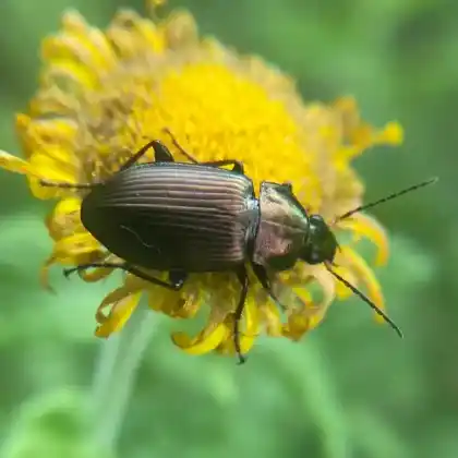 Foto von Kupferfarbener Listkäfer (Poecilus cupreus)