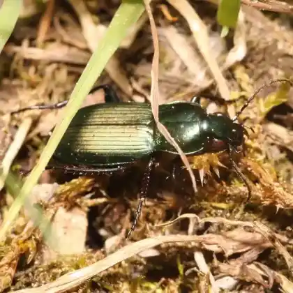 Foto von  (Poecilus lepidus)