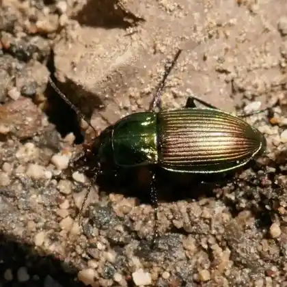 Foto von Glatthalsiger Buntgrabläufer (Poecilus versicolor)