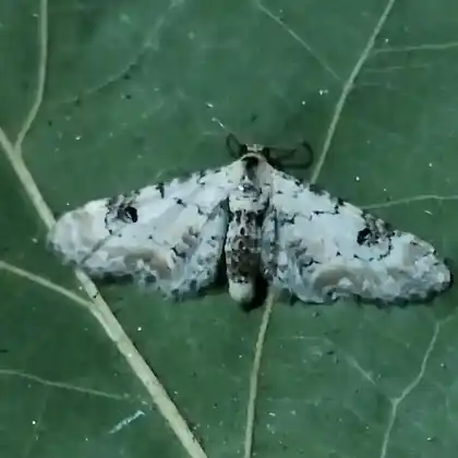 Foto von Mondfleckiger Blütenspanner (Eupithecia centaureata)