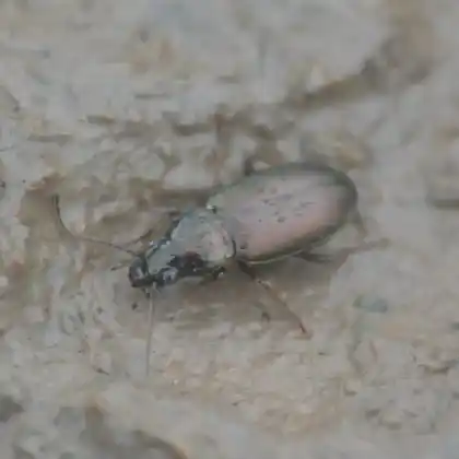 Foto von  (Pogonus chalceus)