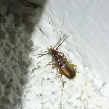 Foto von  (Polistichus connexus)