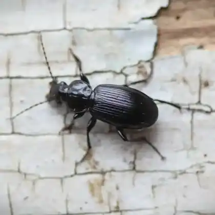 Foto von  (Pterostichus aethiops)