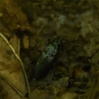 Foto von  (Pterostichus anthracinus)