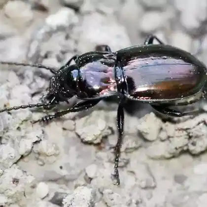 Foto von Metallfarbener Grabkäfer (Pterostichus burmeisteri)