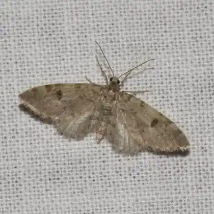 Foto von Bergfichten-Zwerg-Blütenspanner (Eupithecia conterminata)