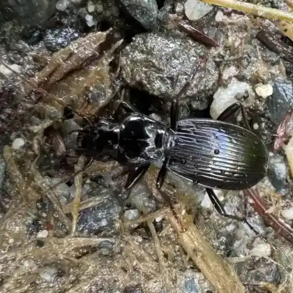 Foto von  (Pterostichus fasciatopunctatus)