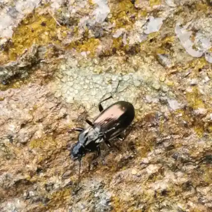 Foto von  (Pterostichus jurinei)