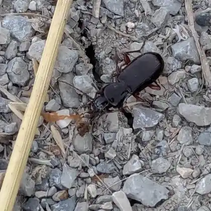 Foto von  (Pterostichus macer)
