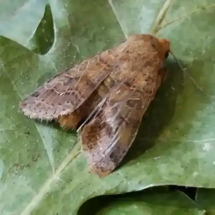 Foto von Rotbraune Herbsteule (Agrochola nitida)