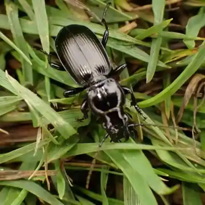 Foto von  (Pterostichus madidus)