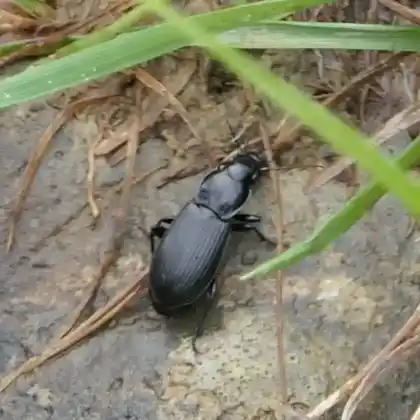 Foto von Gemeiner Grabkäfer (Pterostichus melanarius)