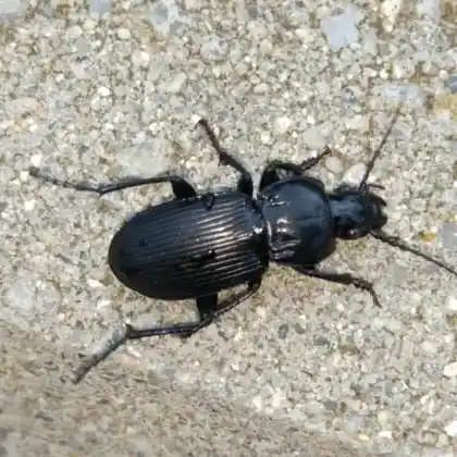 Foto von  (Pterostichus melas)