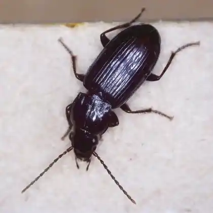 Foto von  (Pterostichus minor)