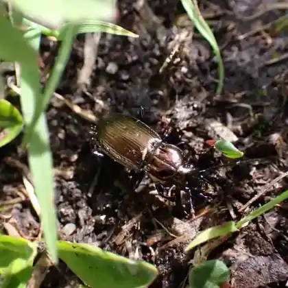 Foto von  (Pterostichus multipunctatus)