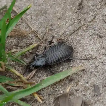 Foto von Schwarzer Grabkäfer (Pterostichus niger)