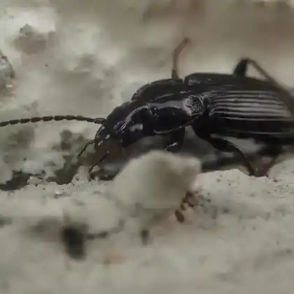 Foto von  (Pterostichus nigrita)