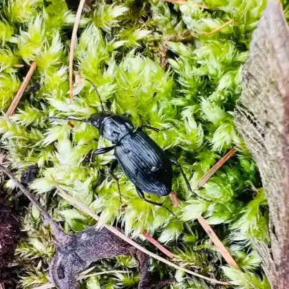 Foto von Schultergrabkäfer (Pterostichus oblongopunctatus)