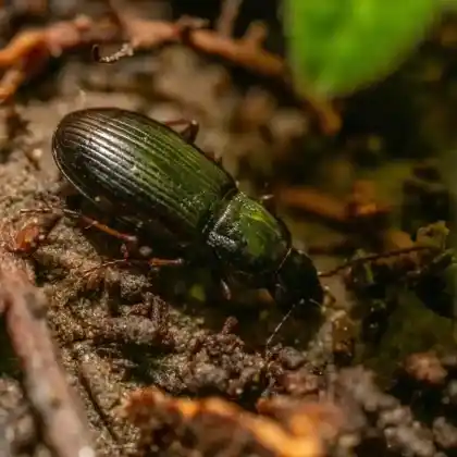 Foto von Spitztasterkäfer (Pterostichus strenuus)