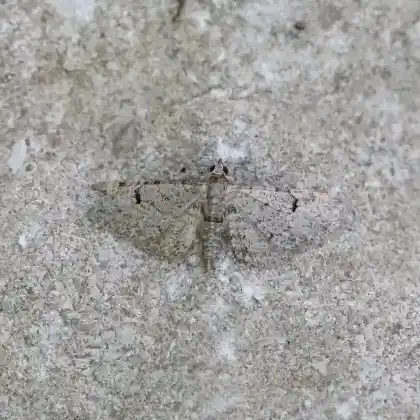 Foto von Thymian-Blütenspanner (Eupithecia distinctaria)