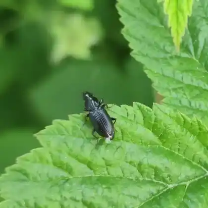 Foto von Kleiner Grabkäfer (Pterostichus vernalis)