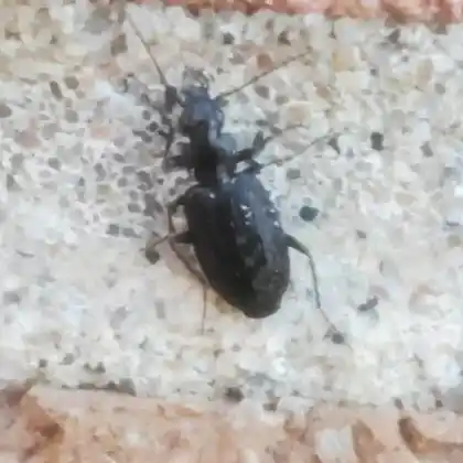 Foto von  (Sericoda quadripunctata)