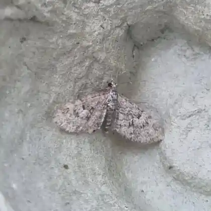 Foto von Kleiner Eichensproß-Blütenspanner (Eupithecia dodoneata)