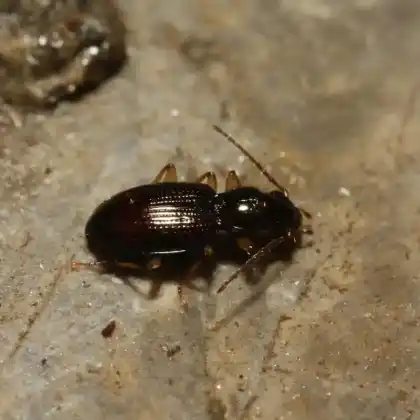 Foto von  (Sinechostictus stomoides)