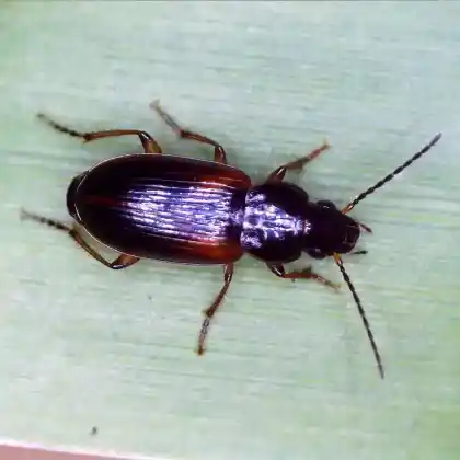 Foto von  (Stenolophus mixtus)