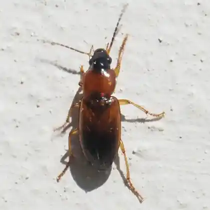 Foto von  (Stenolophus skrimshiranus)