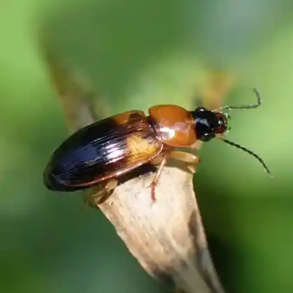 Foto von Bunter Schnellläufer (Stenolophus teutonus)
