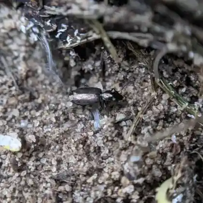 Foto von  (Syntomus foveatus)