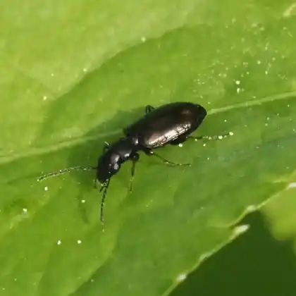 Foto von  (Syntomus obscuroguttatus)