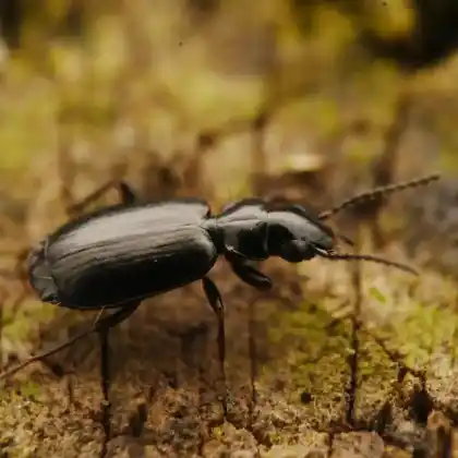 Foto von Schwarzer Rennkäfer (Syntomus truncatellus)