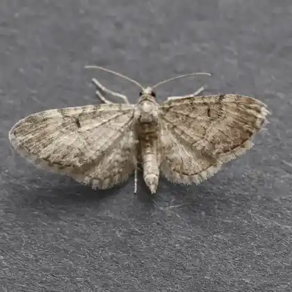 Foto von Linden-Blütenspanner (Eupithecia egenaria)
