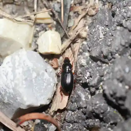 Foto von Dunkelbrauner Scheibenhalskäfer (Synuchus vivalis)