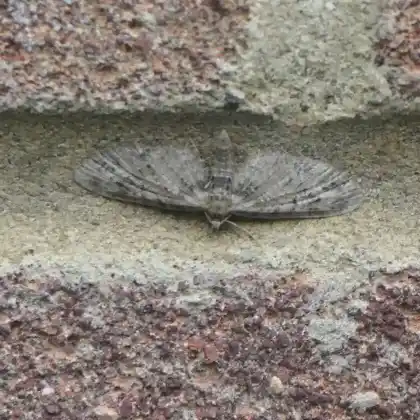 Foto von Berberitzen-Blütenspanner (Eupithecia exiguata)