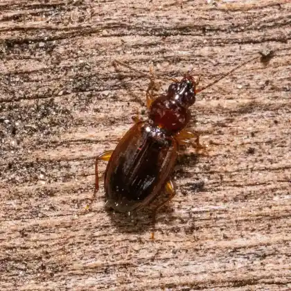 Foto von Schwachgestreifter Flinkläufer (Trechus obtusus)