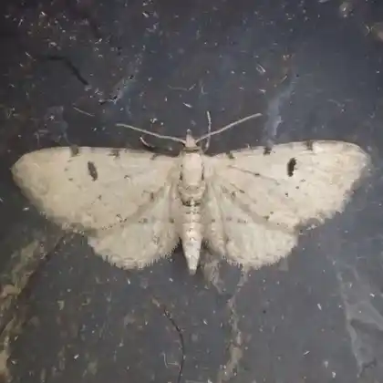 Foto von Fuchs-Kreuzkraut-Blütenspanner (Eupithecia expallidata)