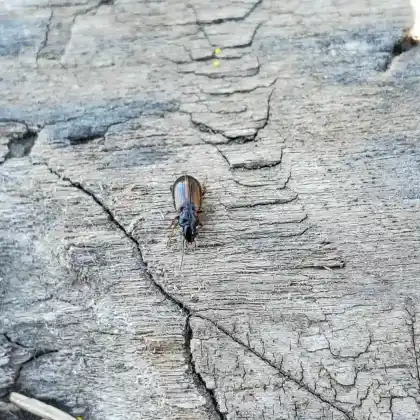 Foto von Moor- Schnellläufer (Trichocellus cognatus)