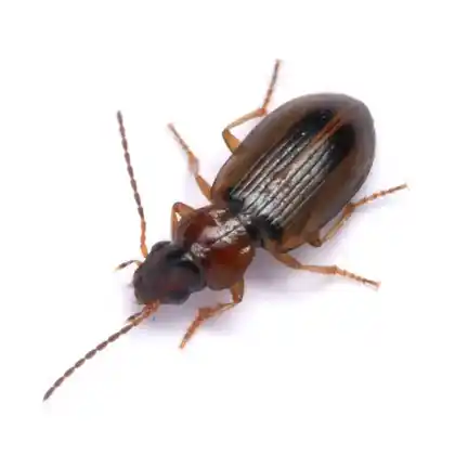 Foto von  (Trichocellus placidus)