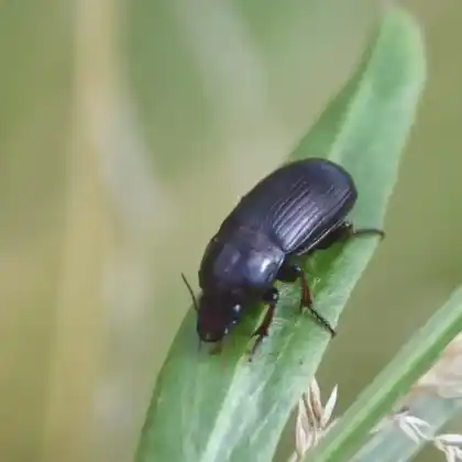 Foto von Getreidelaufkäfer (Zabrus tenebrioides)